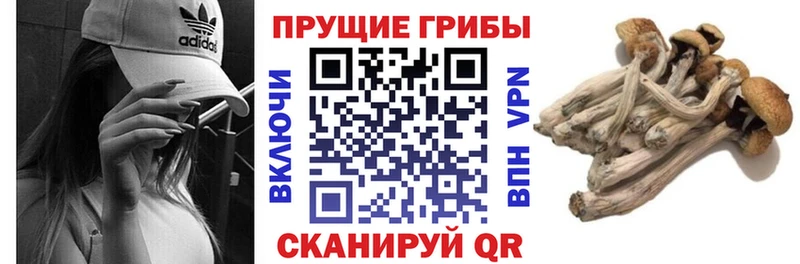 Купить где  Кущёвская  Галлюциногенные грибы Cubensis 
